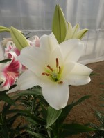 [4105 Savanne No02.JPG]